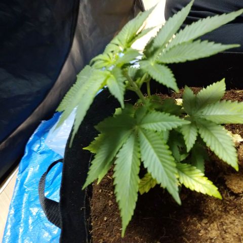 1号 growlog photo: 9.1kg