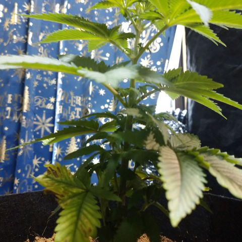 1号 growlog photo: 9.1kg