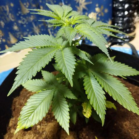 1号 growlog photo: 9.1kg