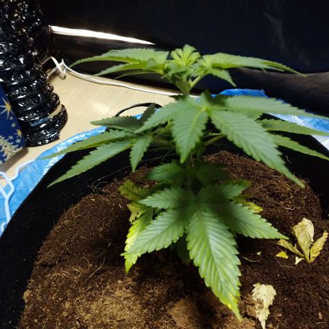 1号 growlog photo: 9.1kg