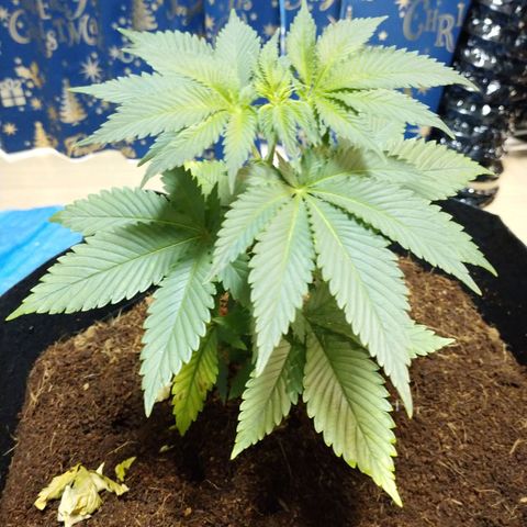 1号 growlog photo: 9.1kg
