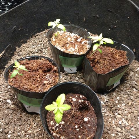 1号 growlog timeline photo