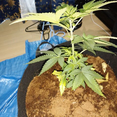 1号 growlog timeline photo