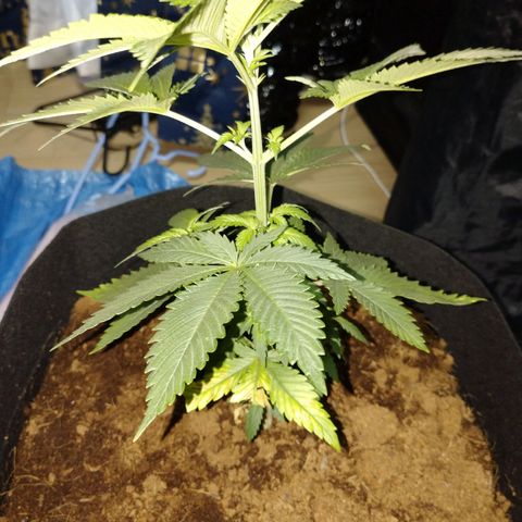 1号 growlog timeline photo