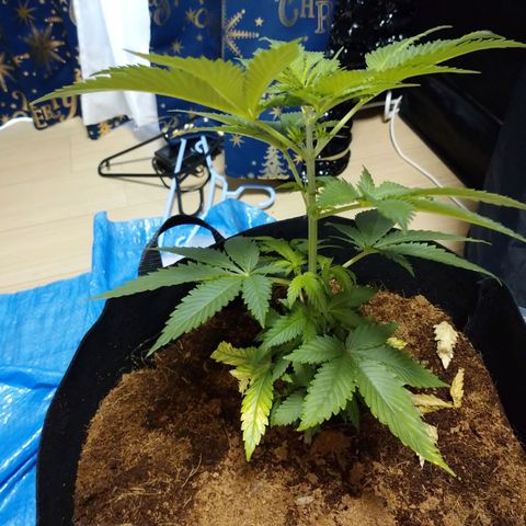 1号 growlog timeline photo