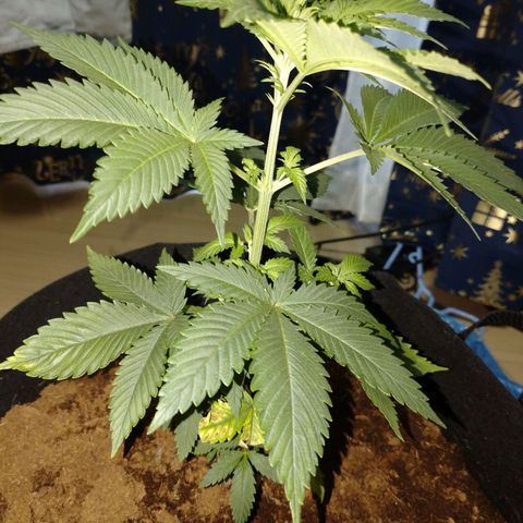 1号 growlog timeline photo