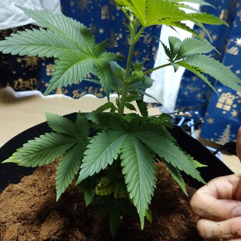 1号 growlog timeline photo