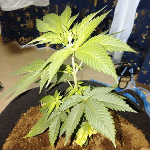 1号 growlog timeline photo