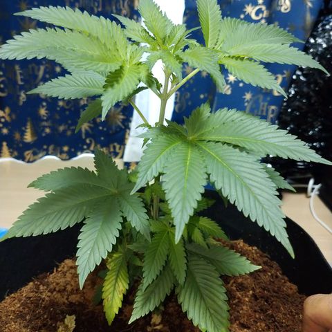 1号 growlog timeline photo