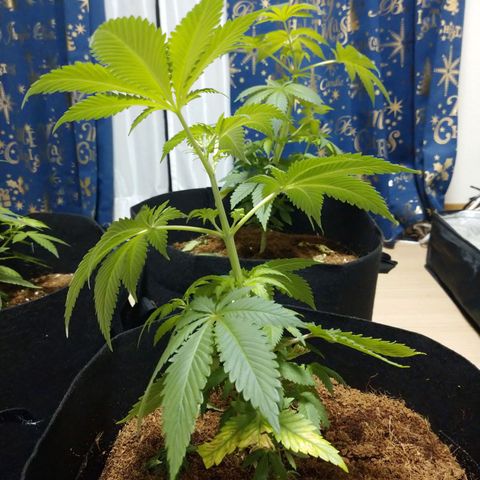 1号 growlog timeline photo