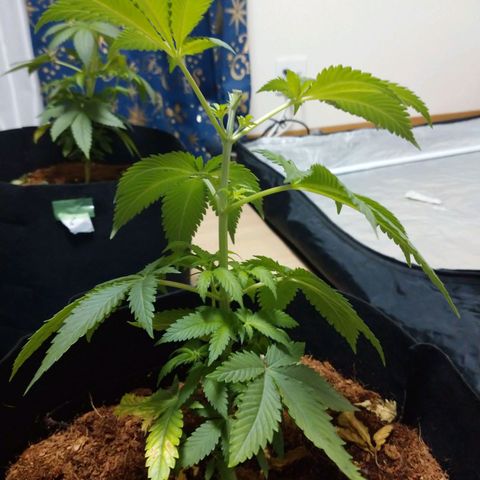 1号 growlog timeline photo