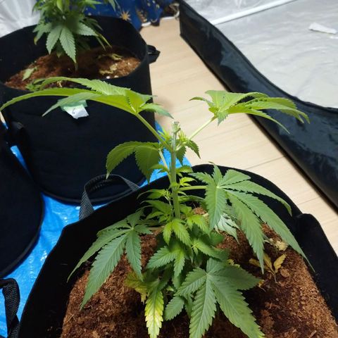 1号 growlog timeline photo