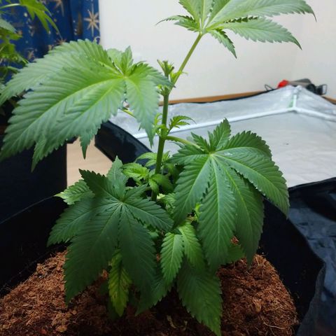 1号 growlog timeline photo