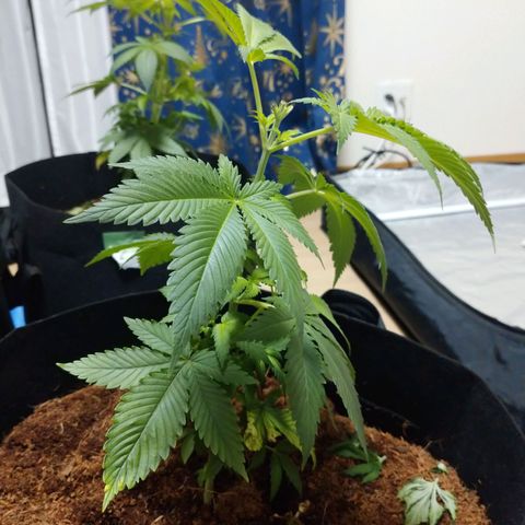 1号 growlog timeline photo