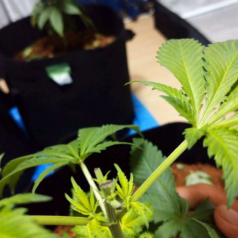 1号 growlog timeline photo