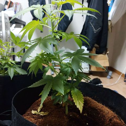 1号 growlog timeline photo