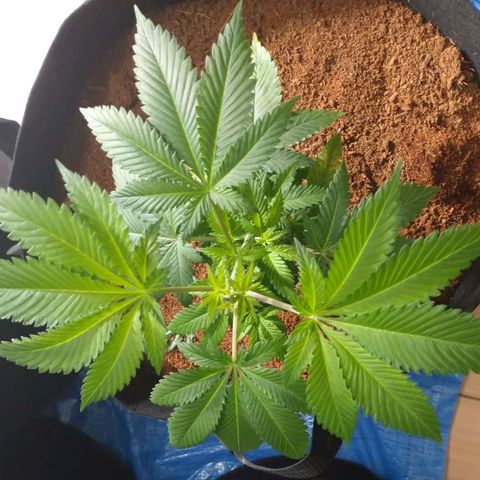 1号 growlog timeline photo