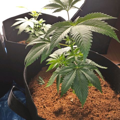 1号 growlog timeline photo
