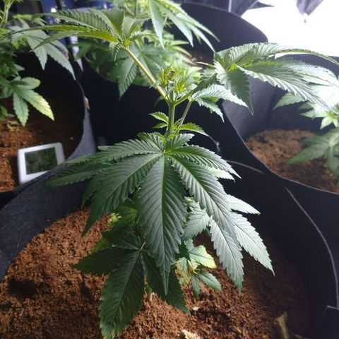 1号 growlog timeline photo