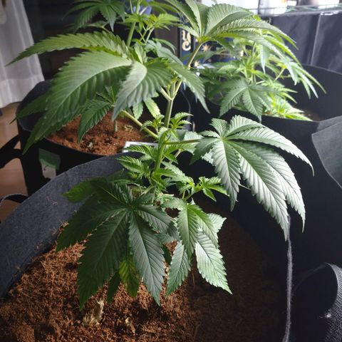 1号 growlog timeline photo