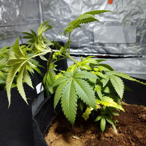 1号 growlog timeline photo