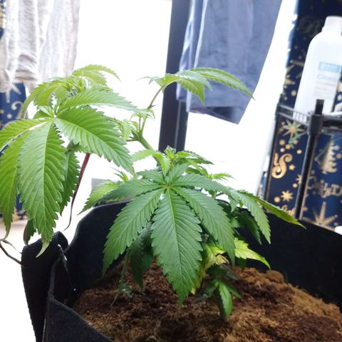1号 growlog timeline photo