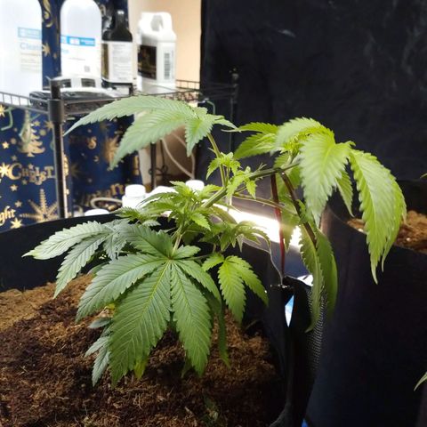 1号 growlog timeline photo