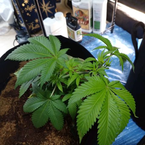 1号 growlog timeline photo