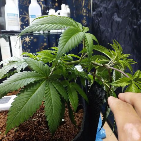 1号 growlog timeline photo