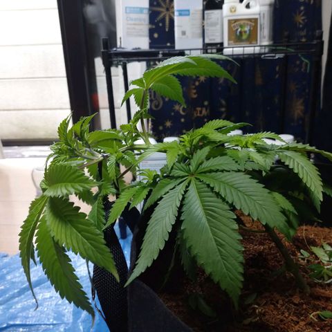 1号 growlog timeline photo