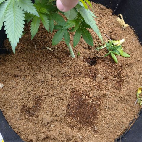 1号 growlog timeline photo
