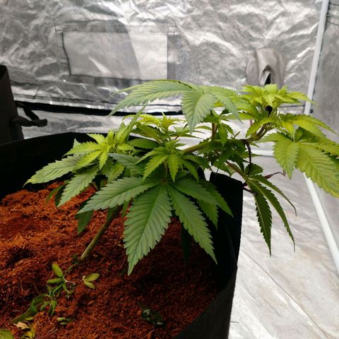 1号 growlog timeline photo