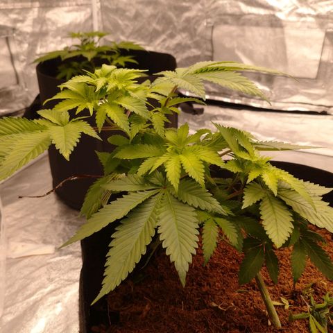 1号 growlog timeline photo