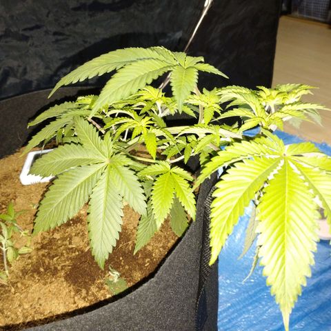 1号 growlog timeline photo