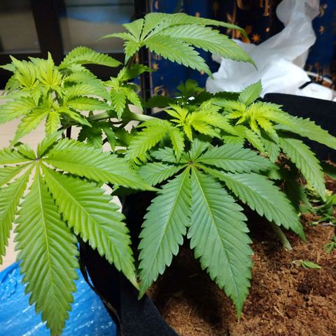 1号 growlog timeline photo
