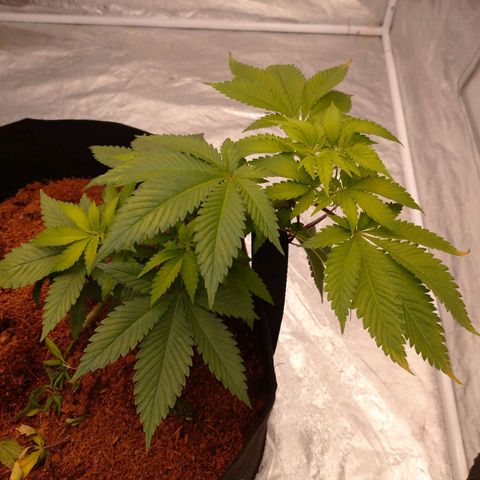 1号 growlog timeline photo