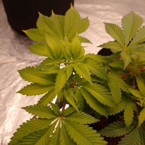 1号 growlog timeline photo