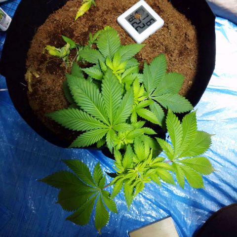 1号 growlog timeline photo