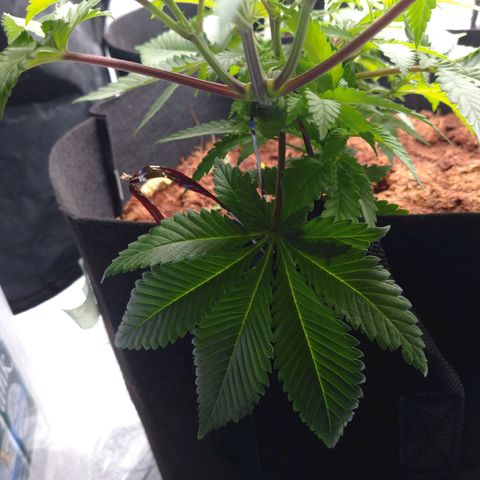 1号 growlog timeline photo