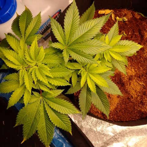1号 growlog timeline photo