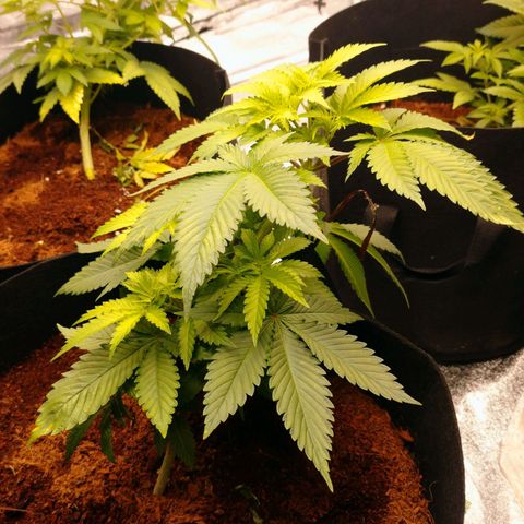 1号 growlog timeline photo