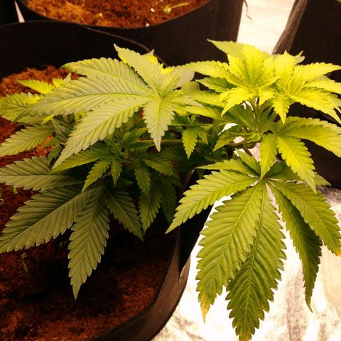 1号 growlog timeline photo