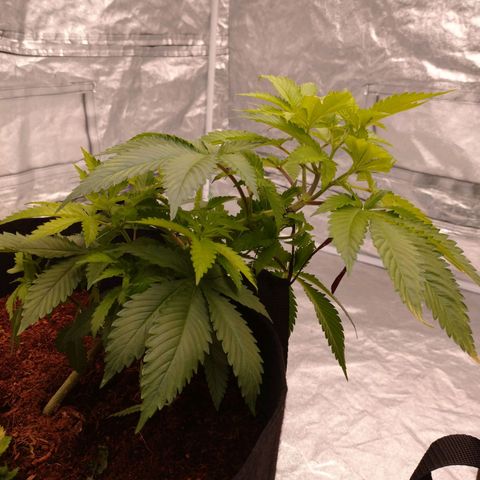 1号 growlog timeline photo
