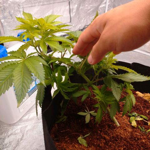 1号 growlog timeline photo