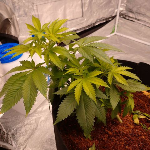 1号 growlog timeline photo
