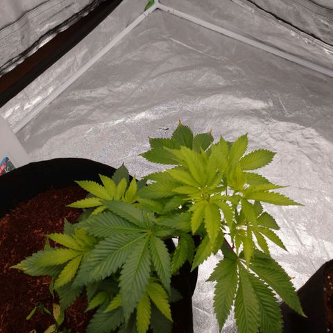 1号 growlog timeline photo