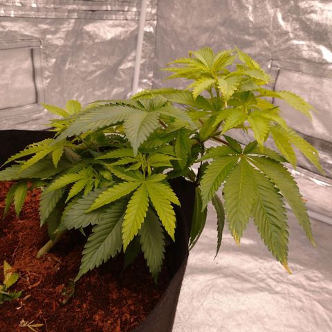 1号 growlog photo: デュヒューション前