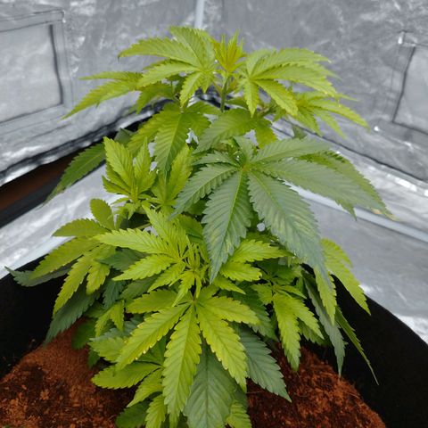 1号 growlog photo: デュヒューション前