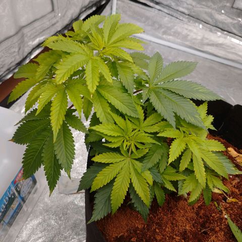 1号 growlog photo: デュヒューション前