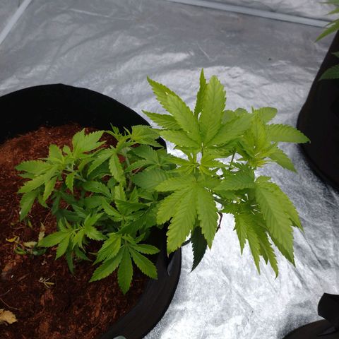 1号 growlog photo: デュヒューション後